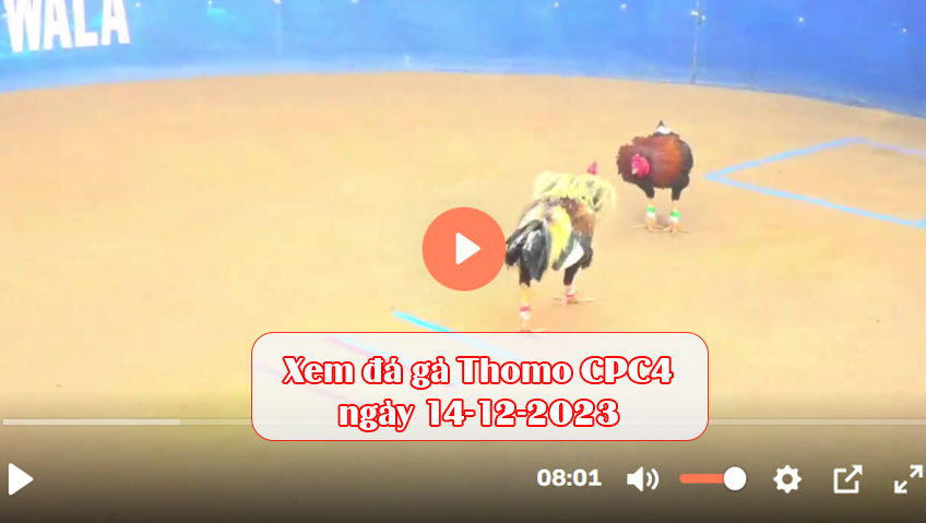 Xem đá gà Thomo CPC4 ngày 14-12-2023