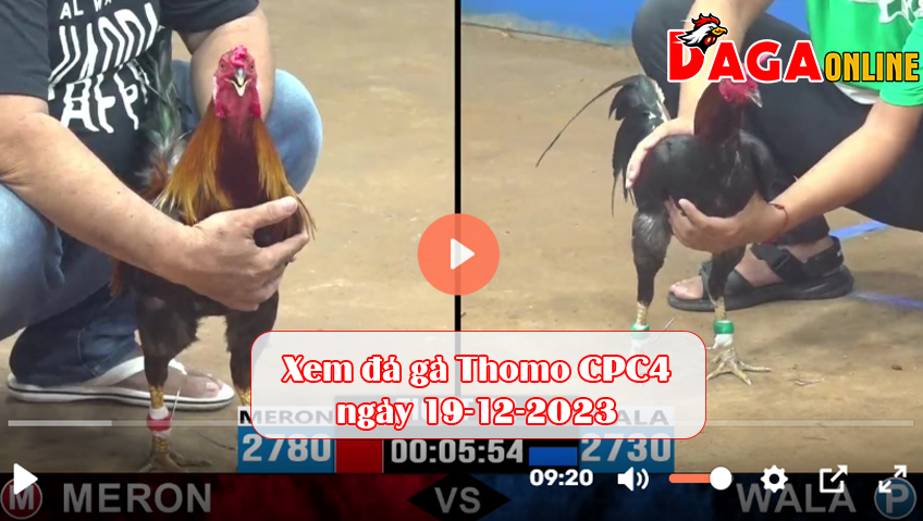 Xem đá gà Thomo CPC4 ngày 19-12-2023