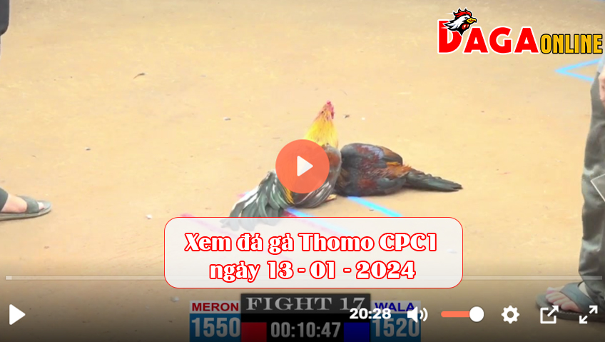 Xem đá gà Thomo CPC1 ngày 13-01-2024