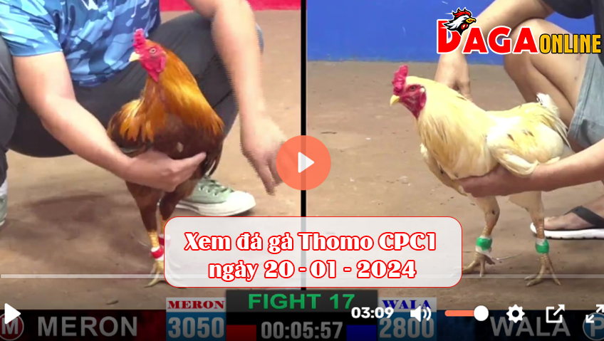 Xem đá gà Thomo CPC1 ngày 20-01-2024