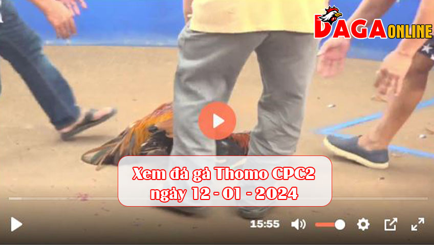 Xem đá gà Thomo CPC2 ngày 12-01-2024