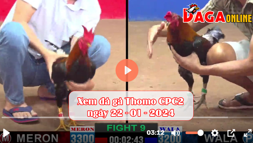 Xem đá gà Thomo CPC2 ngày 21-01-2024