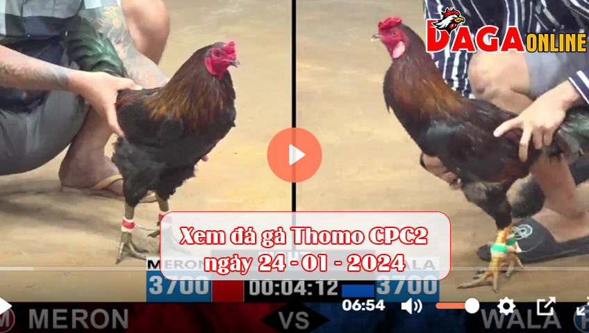 Xem đá gà Thomo CPC2 ngày 24-01-2024