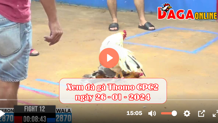 Xem đá gà Thomo CPC2 ngày 26-01-2024