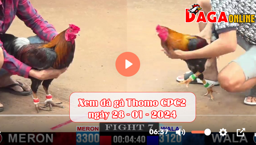 Xem đá gà Thomo CPC2 ngày 28-01-2024