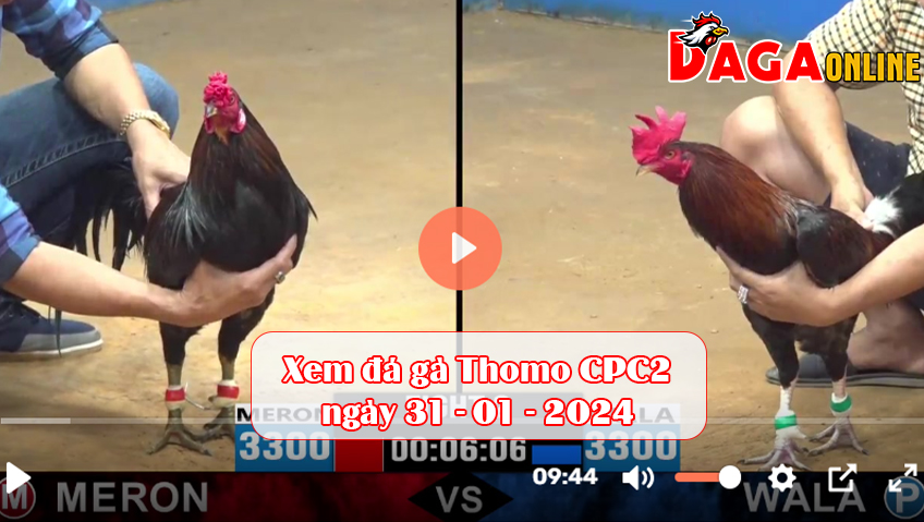 Xem đá gà Thomo CPC2 ngày 31-01-2024