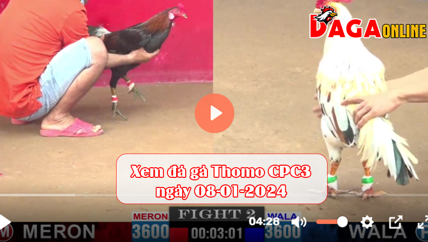 Xem đá gà Thomo CPC3 ngày 08-01-2024