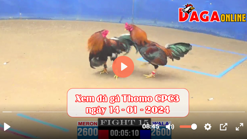 Xem đá gà Thomo CPC3 ngày 14-01-2024