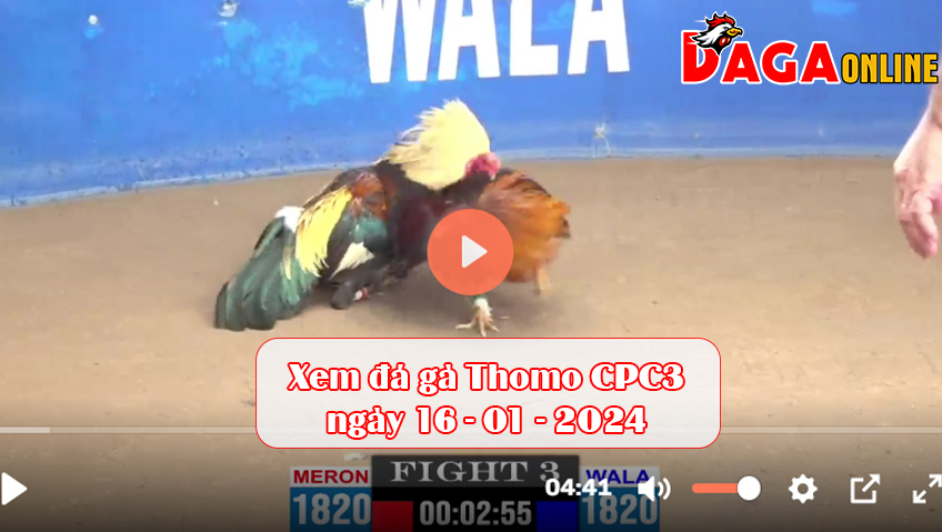 Xem đá gà Thomo CPC3 ngày 16-01-2024