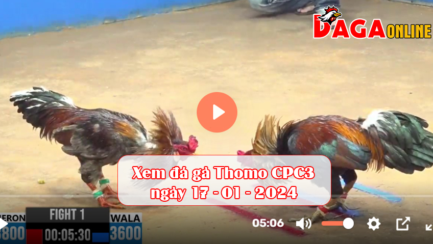 Xem đá gà Thomo CPC3 ngày 17-01-2024