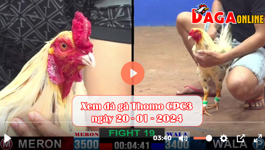 Xem đá gà Thomo CPC3 ngày 20-01-2024