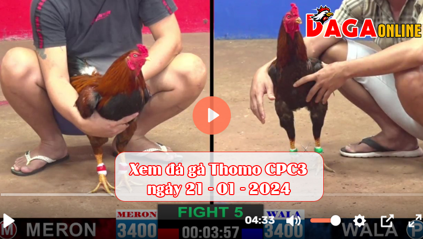 Xem đá gà Thomo CPC3 ngày 21-01-2024