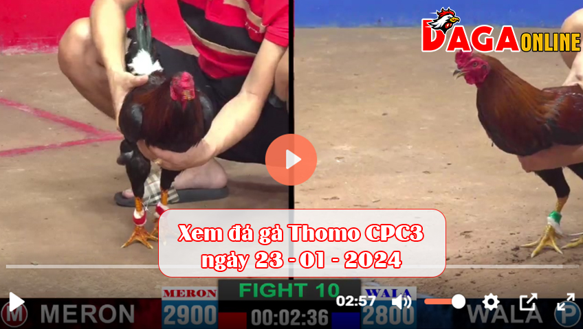 Xem đá gà Thomo CPC3 ngày 23-01-2024