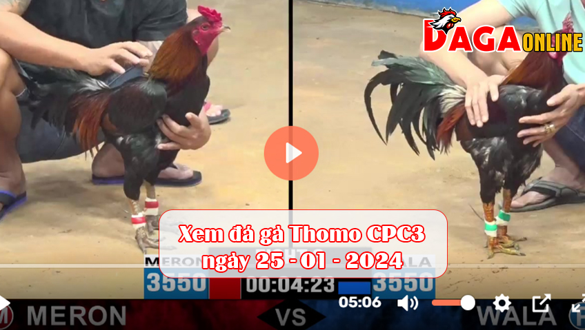 Xem đá gà Thomo CPC3 ngày 25-01-2024