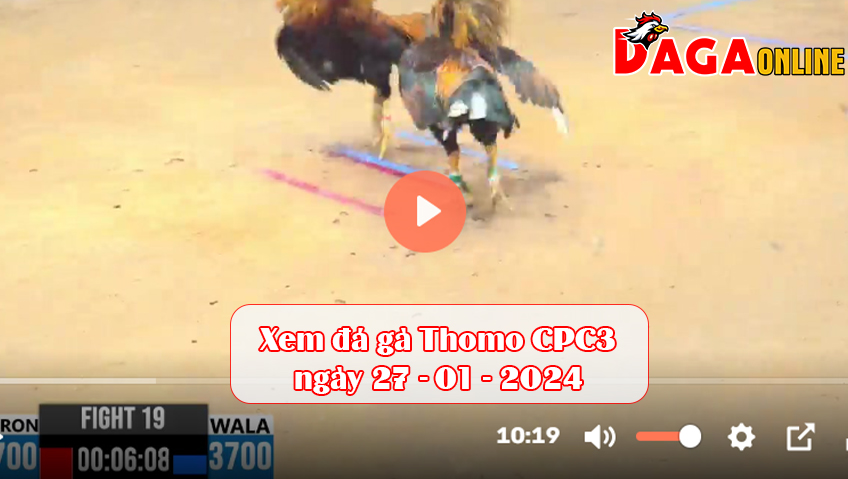 Xem đá gà Thomo CPC3 ngày 27-01-2024