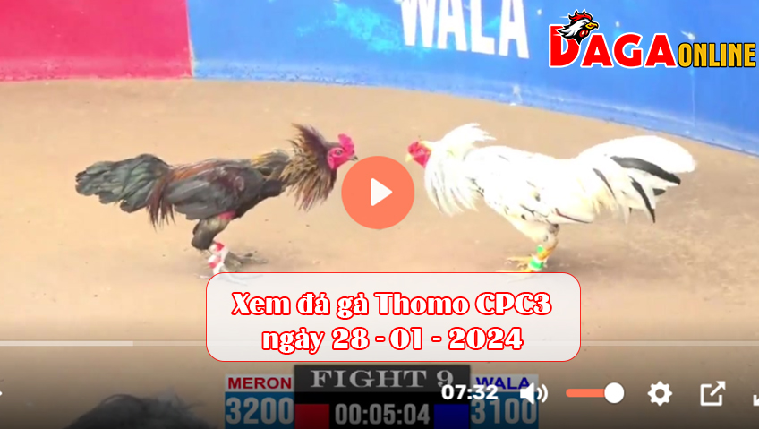 Xem đá gà Thomo CPC3 ngày 28-01-2024