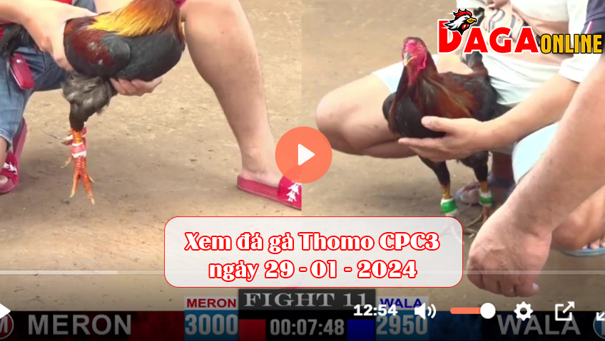 Xem đá gà Thomo CPC3 ngày 29-01-2024