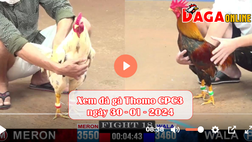 Xem đá gà Thomo CPC3 ngày 30-01-2024