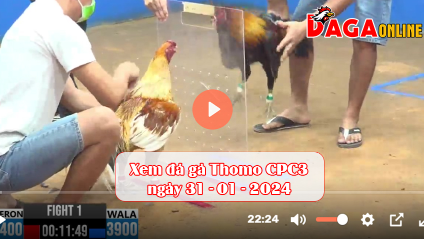 Xem đá gà Thomo CPC3 ngày 31-01-2024