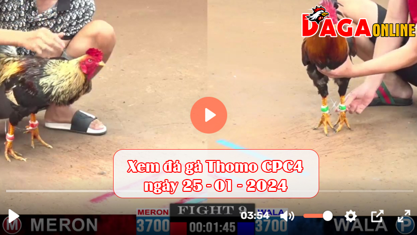 Xem đá gà Thomo CPC4 ngày 25-01-2024