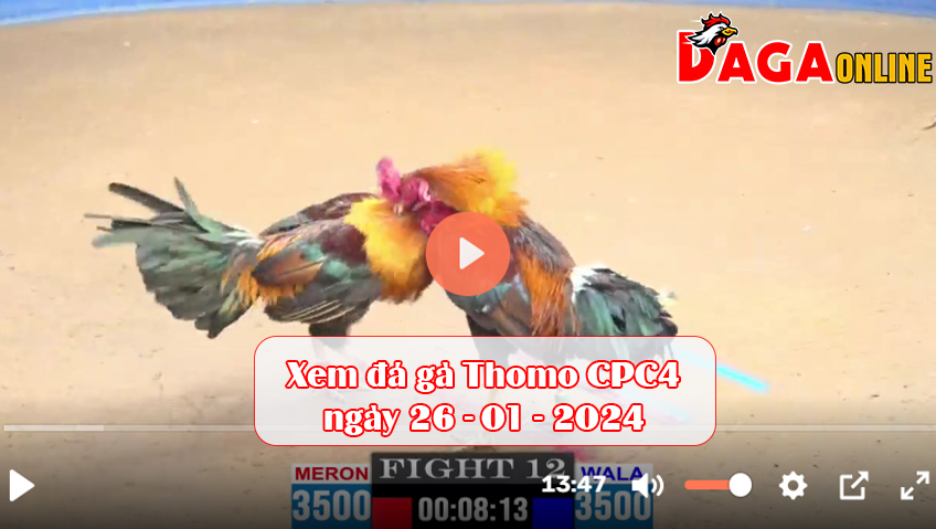 Xem đá gà Thomo CPC4 ngày 26-01-2024