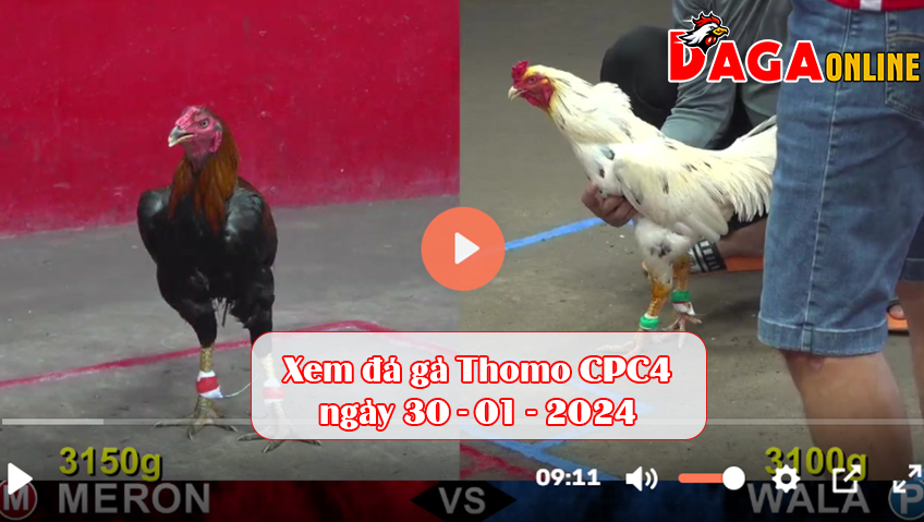 Xem đá gà Thomo CPC4 ngày 30-01-2024