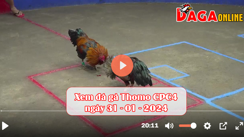 Xem đá gà Thomo CPC4 ngày 31-01-2024