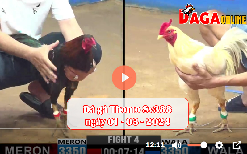 Đá gà Thomo Sv388 ngày 01-03-2024