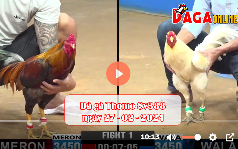 Đá gà Thomo Sv388 ngày 27 - 02 - 2024