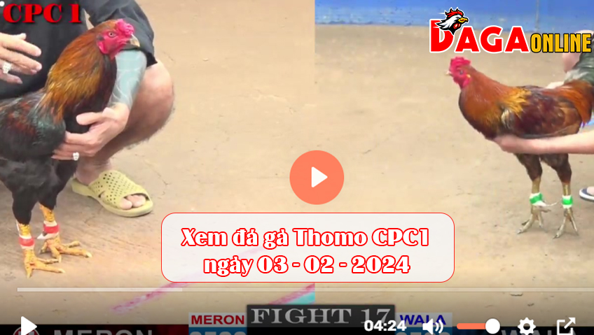 Xem đá gà Thomo CPC1 ngày 03-02-2024