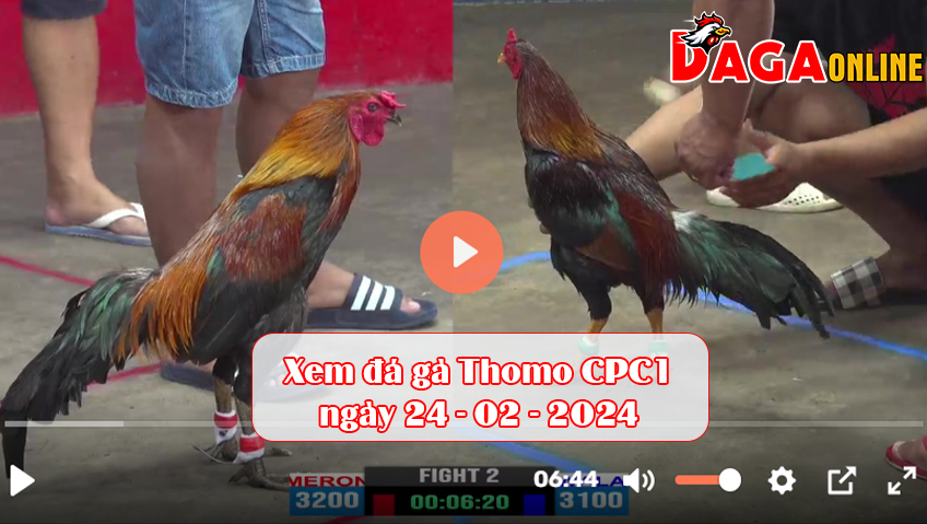 Xem đá gà Thomo CPC1 ngày 24-02-2024