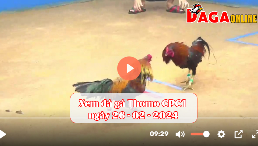 Xem đá gà Thomo CPC1 ngày 26-02-2024