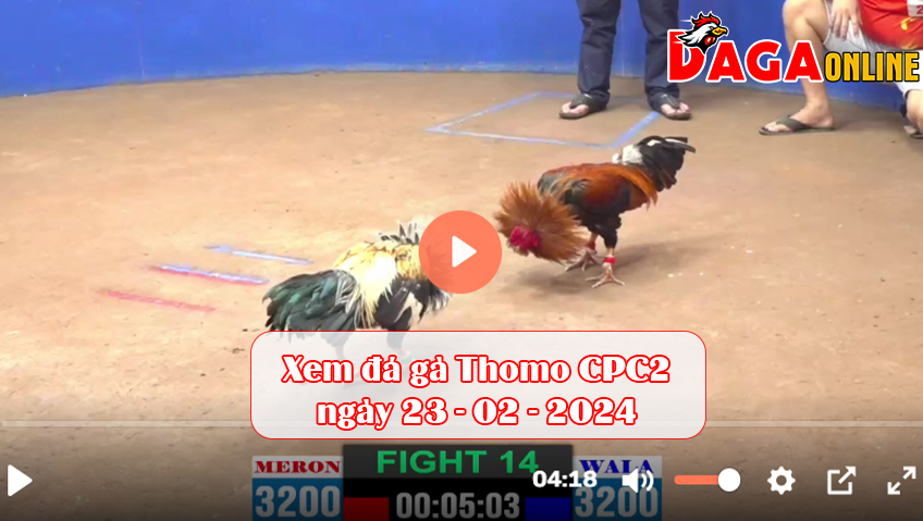 Xem đá gà Thomo CPC2 ngày 23-02-2024