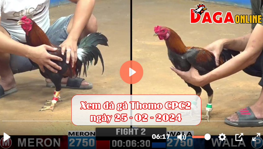 Xem đá gà Thomo CPC2 ngày 25-02-2024