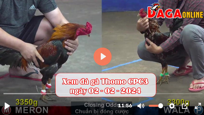 Xem đá gà Thomo CPC3 ngày 02-02-2024