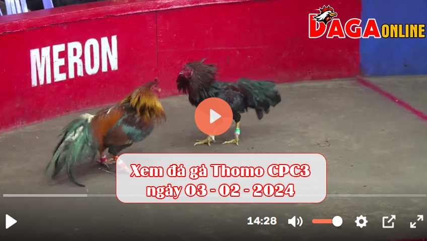 Xem đá gà Thomo CPC3 ngày 03-02-2024