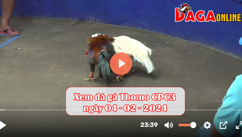 Xem đá gà Thomo CPC3 ngày 04-02-2024