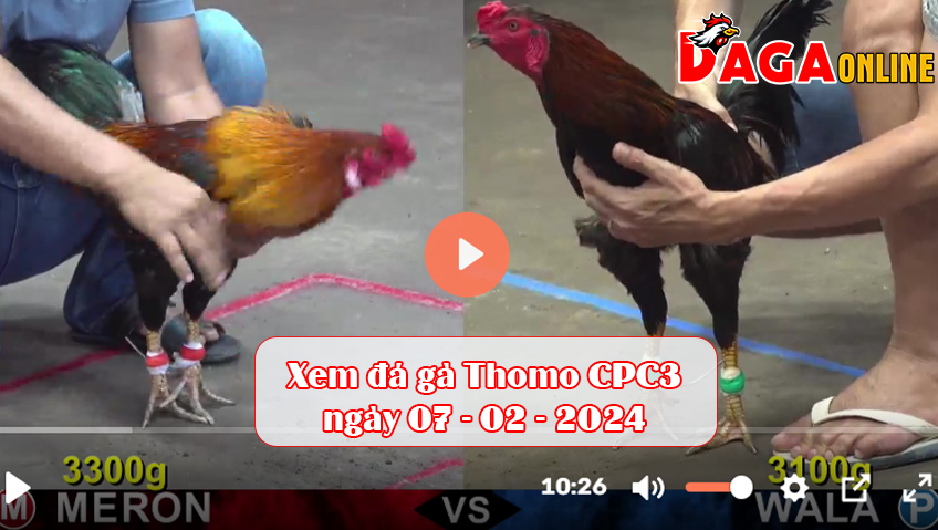 Xem đá gà Thomo CPC3 ngày 07-02-2024