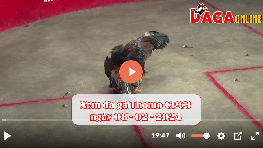 Xem đá gà Thomo CPC3 ngày 08-02-2024