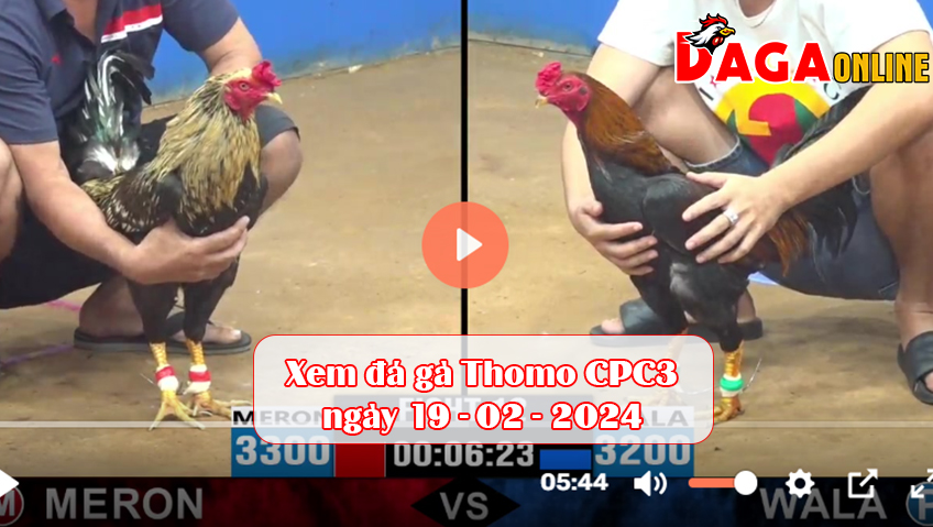 Xem đá gà Thomo CPC3 ngày 19-02-2024