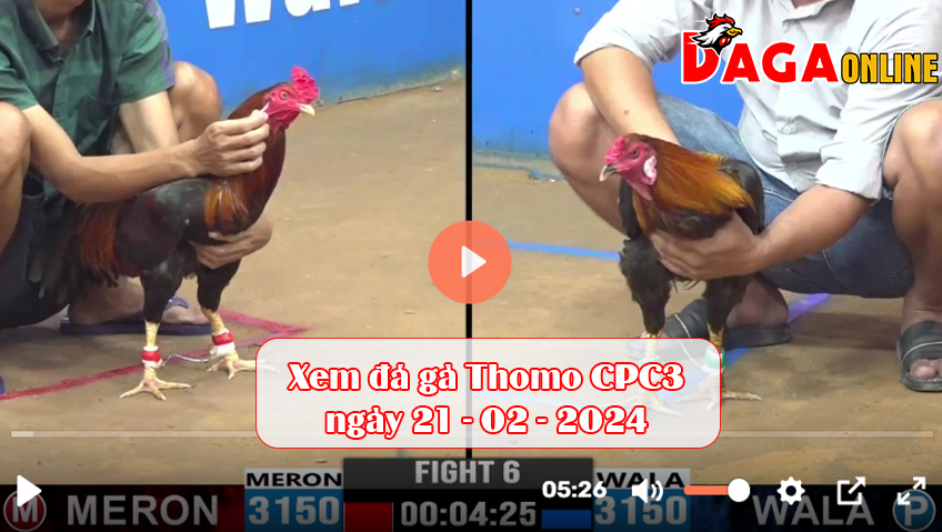 Xem đá gà Thomo CPC3 ngày 21-02-2024