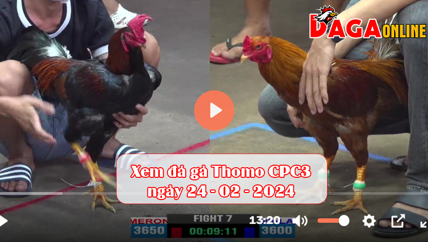 Xem đá gà Thomo CPC3 ngày 24-02-2024