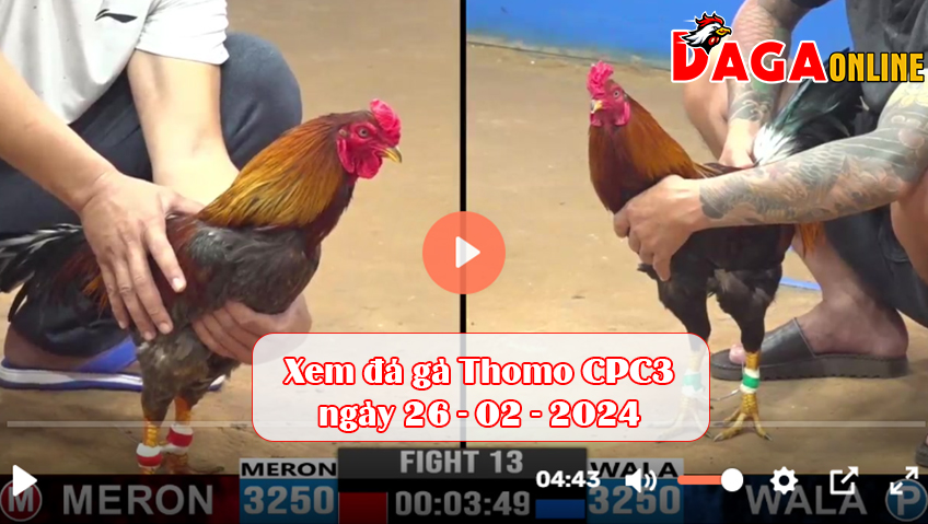 Xem đá gà Thomo CPC3 ngày 26-02-2024