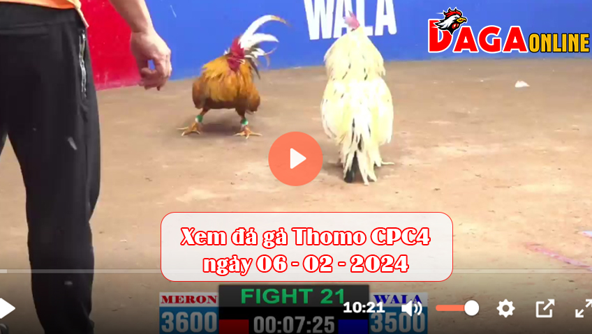 Xem đá gà Thomo CPC4 ngày 06-02-2024