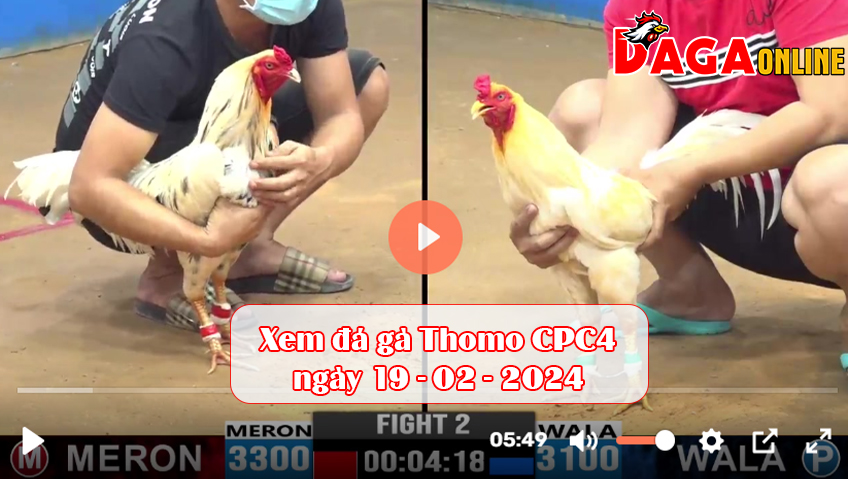 Xem đá gà Thomo CPC4 ngày 19-02-2024