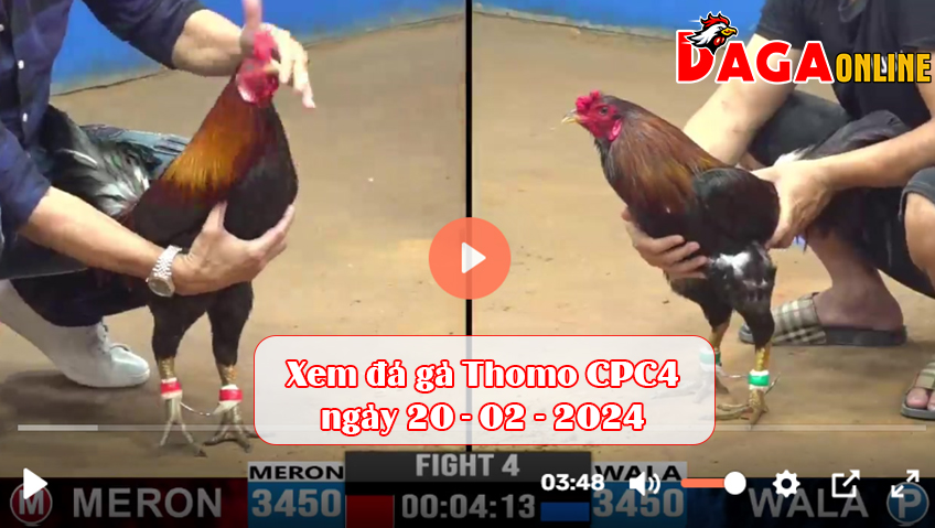 Xem đá gà Thomo CPC4 ngày 20-02-2024