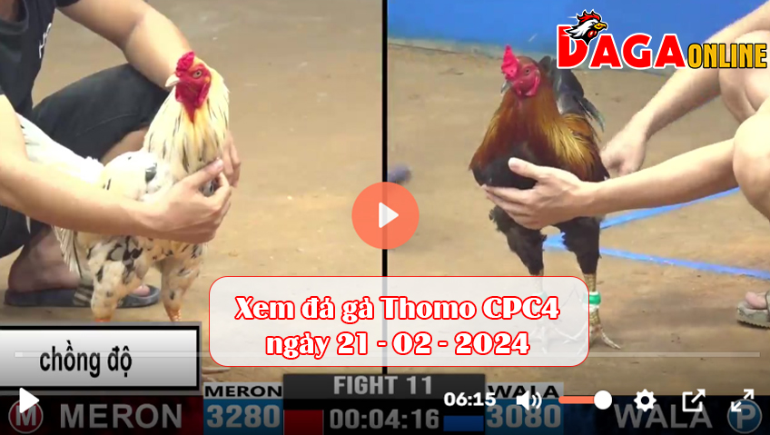 Xem đá gà Thomo CPC4 ngày 21-02-2024