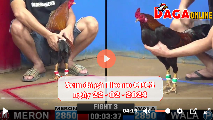 Xem đá gà Thomo CPC4 ngày 22-02-2024