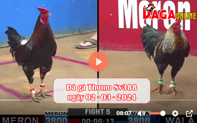 Đá gà Thomo Sv388 ngày 02–03–2024