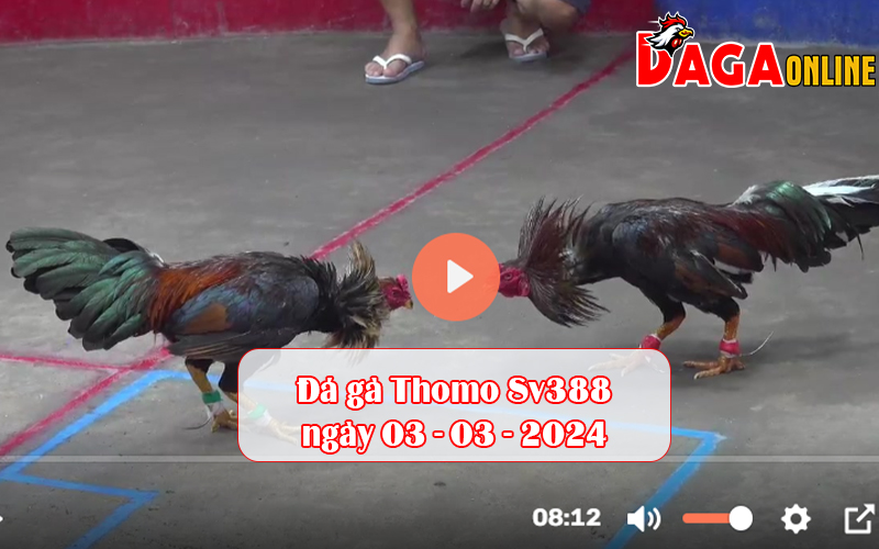 Đá gà Thomo Sv388 ngày 03-03-2024